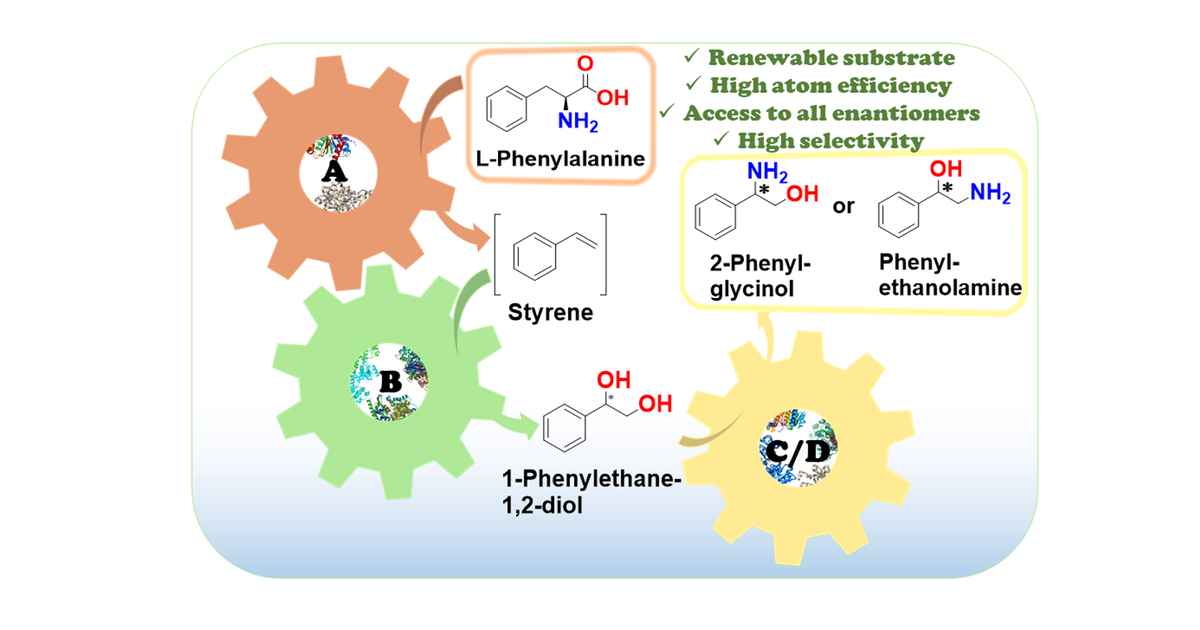 Enzymatic cascades for high-yield synthesis of enantiopure products ...