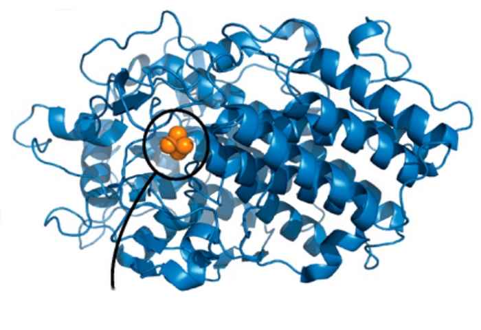 Vanadium haloperoxidase