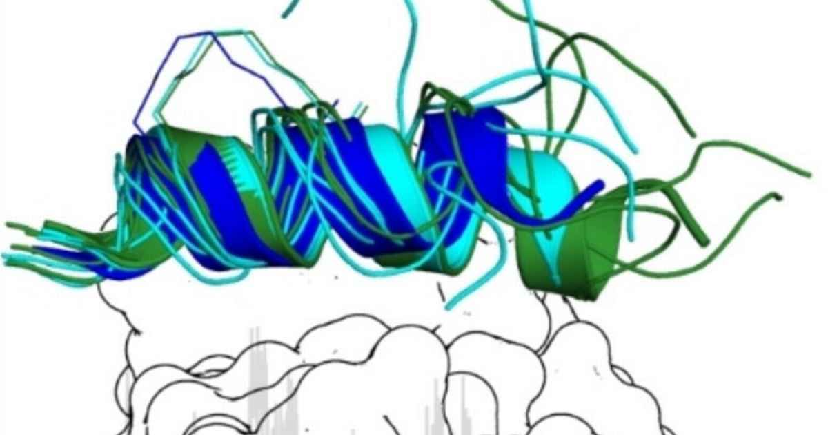 Binding dynamics of a stapled peptide targeting transcription factor NF ...