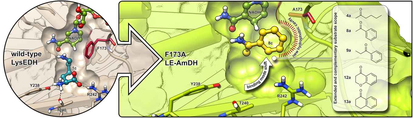 New amine dehydrogenases with unprecedented catalytic properties Featured Image
