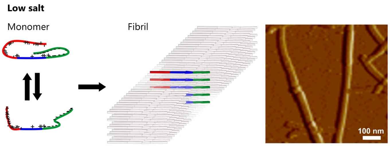 Formation of amyloid fibrils - high salt