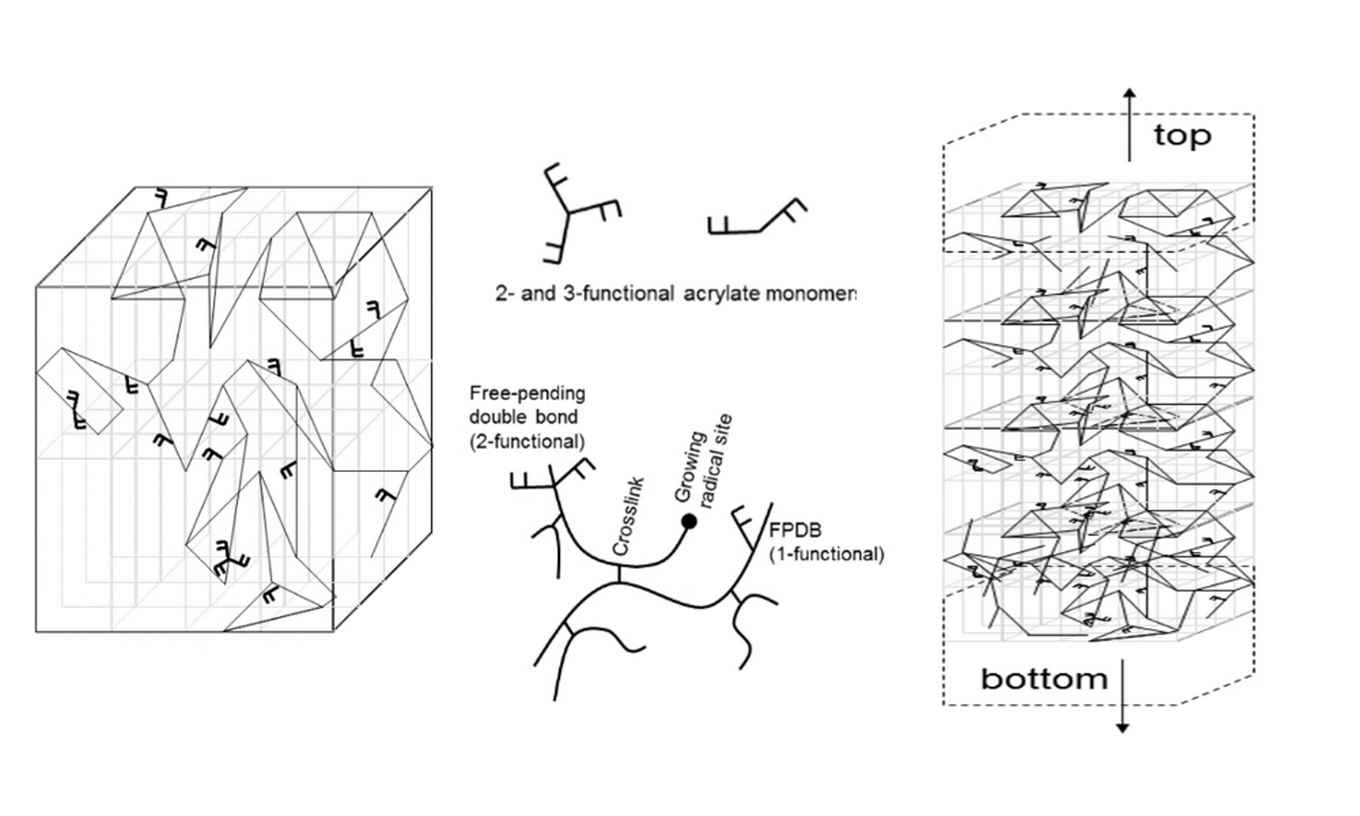 Photocuring created network Topologies